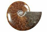 Polished Ammonite (Cleoniceras) Fossil - Madagascar #339115-1
